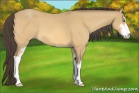 Horse Color:Amber Cream Champagne Sabino 