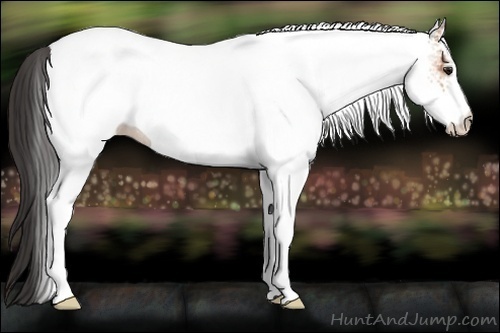 Horse Color:White Spotted Bay Rabicano 