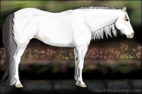 Horse Color:White Spotted Bay Rabicano 