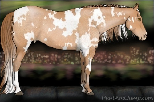 Horse Color:White Spotted Bay Pearl Rabicano 