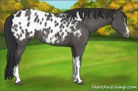 Horse Color:Black Appaloosa 