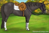 Horse Color:Smoky Black 
