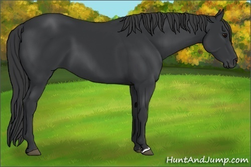 Horse Color:Black 