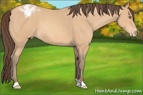 Horse Color:Amber Champagne Appaloosa 