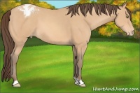 Horse Color:Amber Champagne Appaloosa 