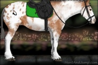 Horse Color:White Spotted Bay Appaloosa