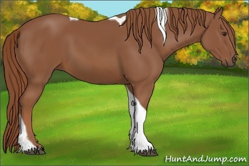 Horse Color:Chestnut Tobiano