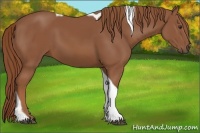 Horse Color:Chestnut Tobiano