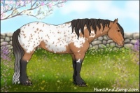 Horse Color:White Spotted Bay Roan Near Leopard Rabicano