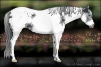 Horse Color:White Spotted Black Splash Tobiano Frame Appaloosa 