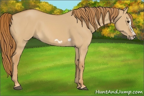 Horse Color:Red Dun Splash Frame