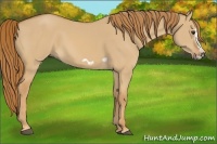 Horse Color:Red Dun Splash Frame