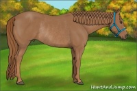 Horse Color:Chestnut Rabicano 