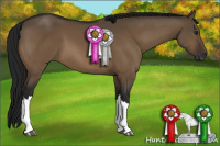 Horse Color:Gray Brown Dun 