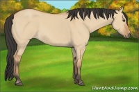 Horse Color:Bay Dun
