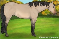 Horse Color:Bay Dun
