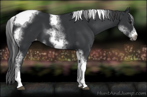 Horse Color:White Spotted Black Splash Tobiano Frame Varnish 