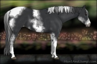 Horse Color:White Spotted Black Splash Tobiano Frame Varnish 