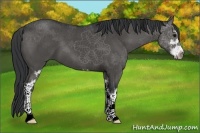 Horse Color:Black Sabino