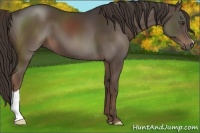 Horse Color:Liver Chestnut 
