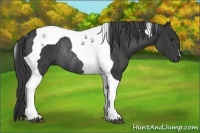 Horse Color:Black Tobiano Rabicano 
