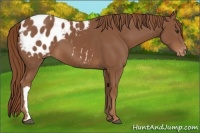 Horse Color:Chestnut Appaloosa