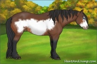 Horse Color:Bay Frame Appaloosa 