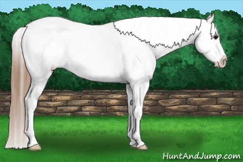 Horse Color:White Spotted Bay Appaloosa Rabicano 