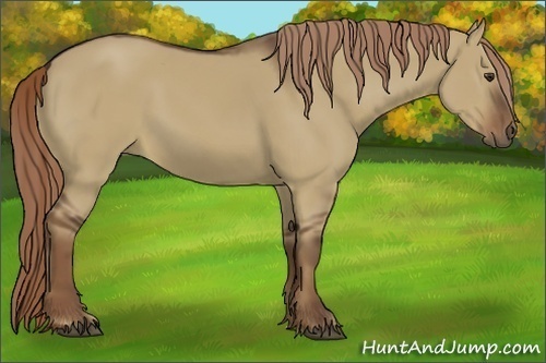 Horse Color:Liver Red Dun 