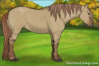 Horse Color:Liver Red Dun 