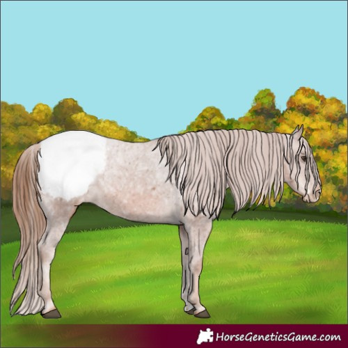 Horse Color:Chestnut Ice Appaloosa 