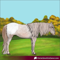 Horse Color:Chestnut Ice Appaloosa 