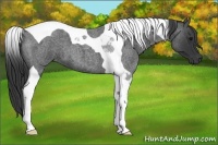 Horse Color:Blue Roan Tobiano