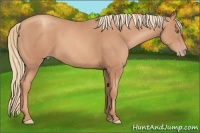 Horse Color:Unknown 