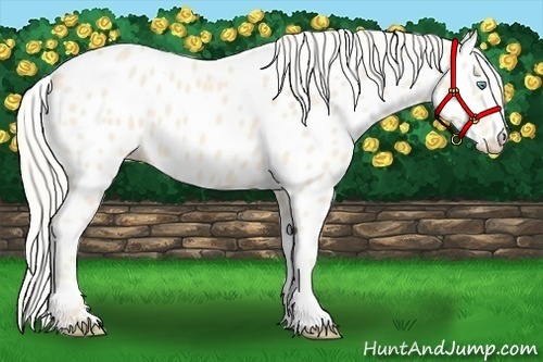 Horse Color:Cremello Appaloosa 