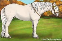 Horse Color:Cremello 