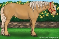 Horse Color:Palomino 