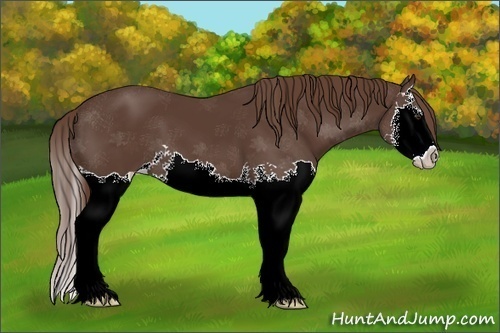 Horse Color:Liver Chestnut Splash 