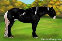 Horse Color:Chocolate Bay Pearl Sabino 