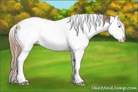 Horse Color:Bay Ice Pearl Sabino 