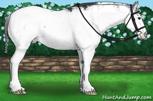 Horse Color:Black Sabino Snowcap