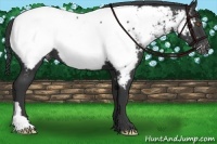 Horse Color:Black Appaloosa 