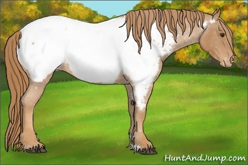 Horse Color:Red Roan Near Fewspot