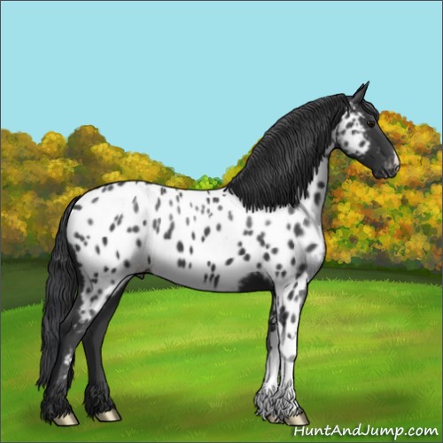 Horse Color:Black Appaloosa 