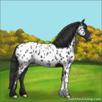 Horse Color:Black Appaloosa 