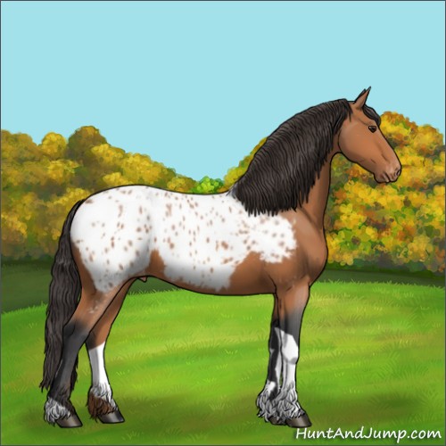 Horse Color:Bay Tobiano Blanket 