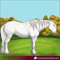 Horse Color:Perlino 