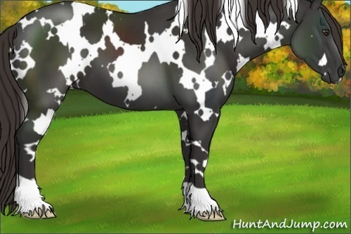 Horse Color:White Spotted Liver Chestnut 