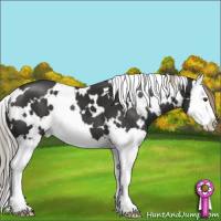 Horse Color:White Spotted Liver Chestnut Splash 