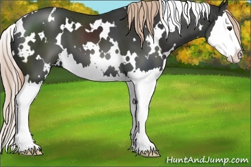 Horse Color:White Spotted Liver Chestnut Splash 